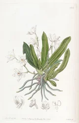 Sarcochilus falcatus